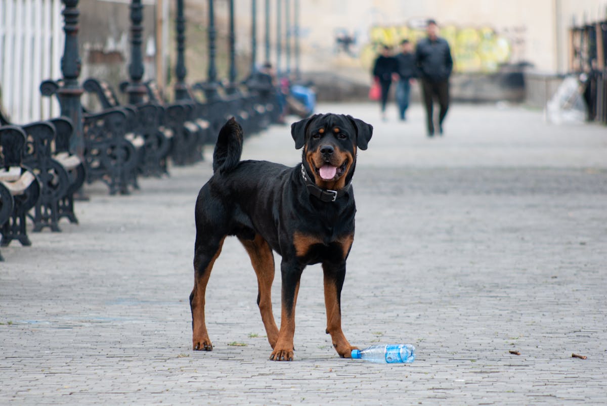 Bagheera, Rottweiler