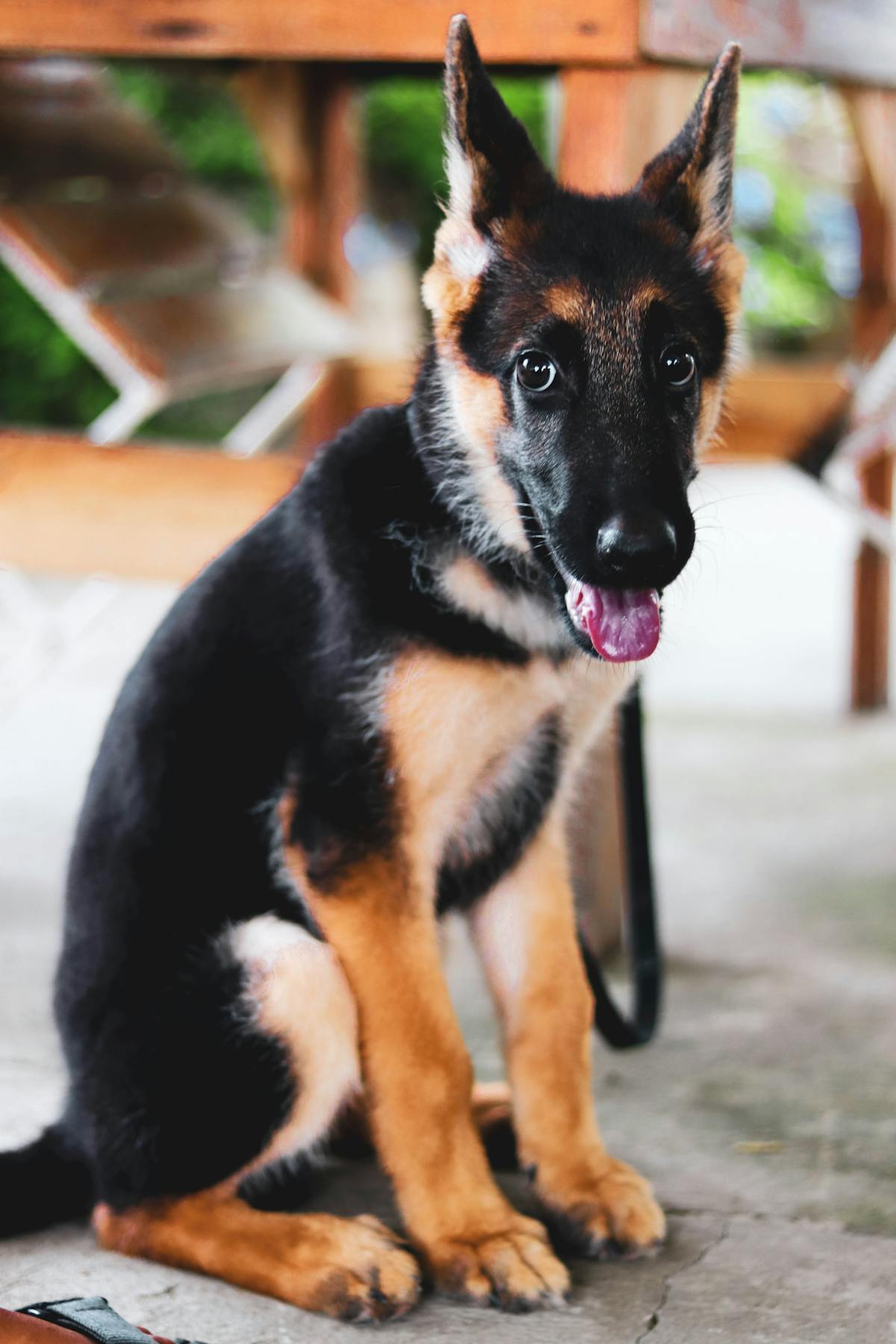 Java, German Shepherd (Black & Tan)