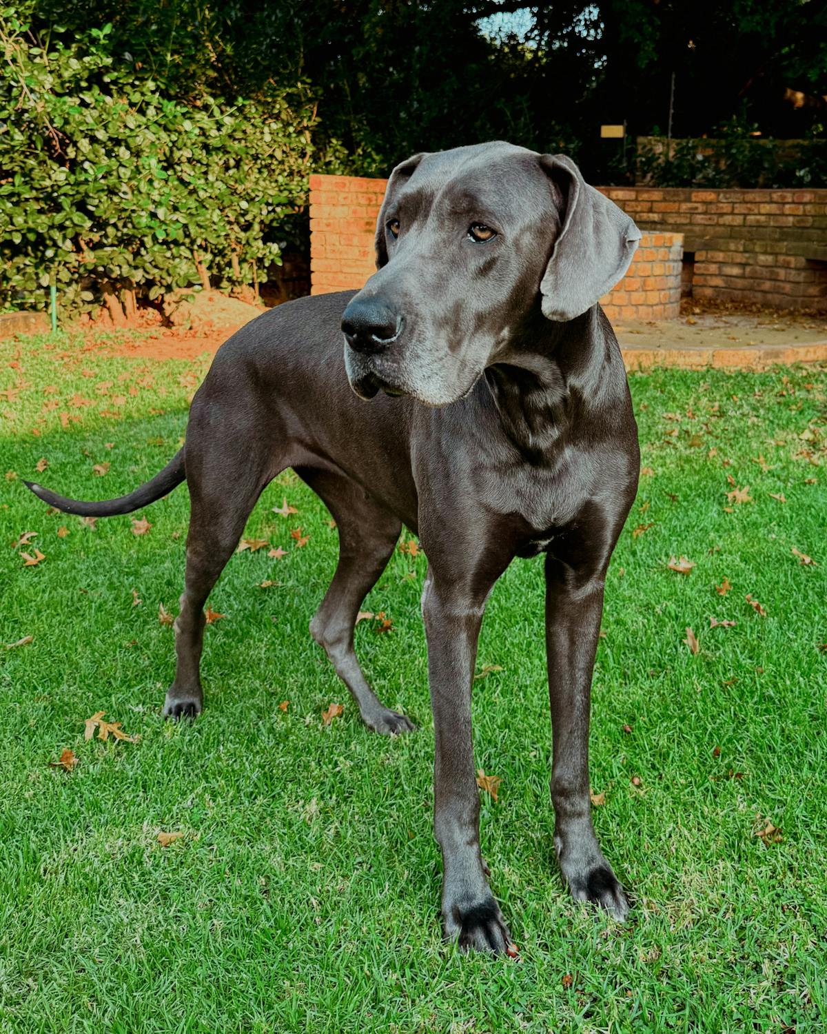 Rocky, Great Dane
